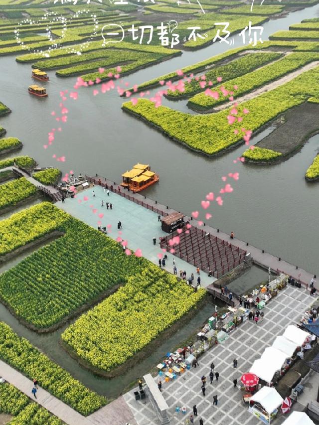 2023年3月21日。千垛油菜花实况拍摄。花开了