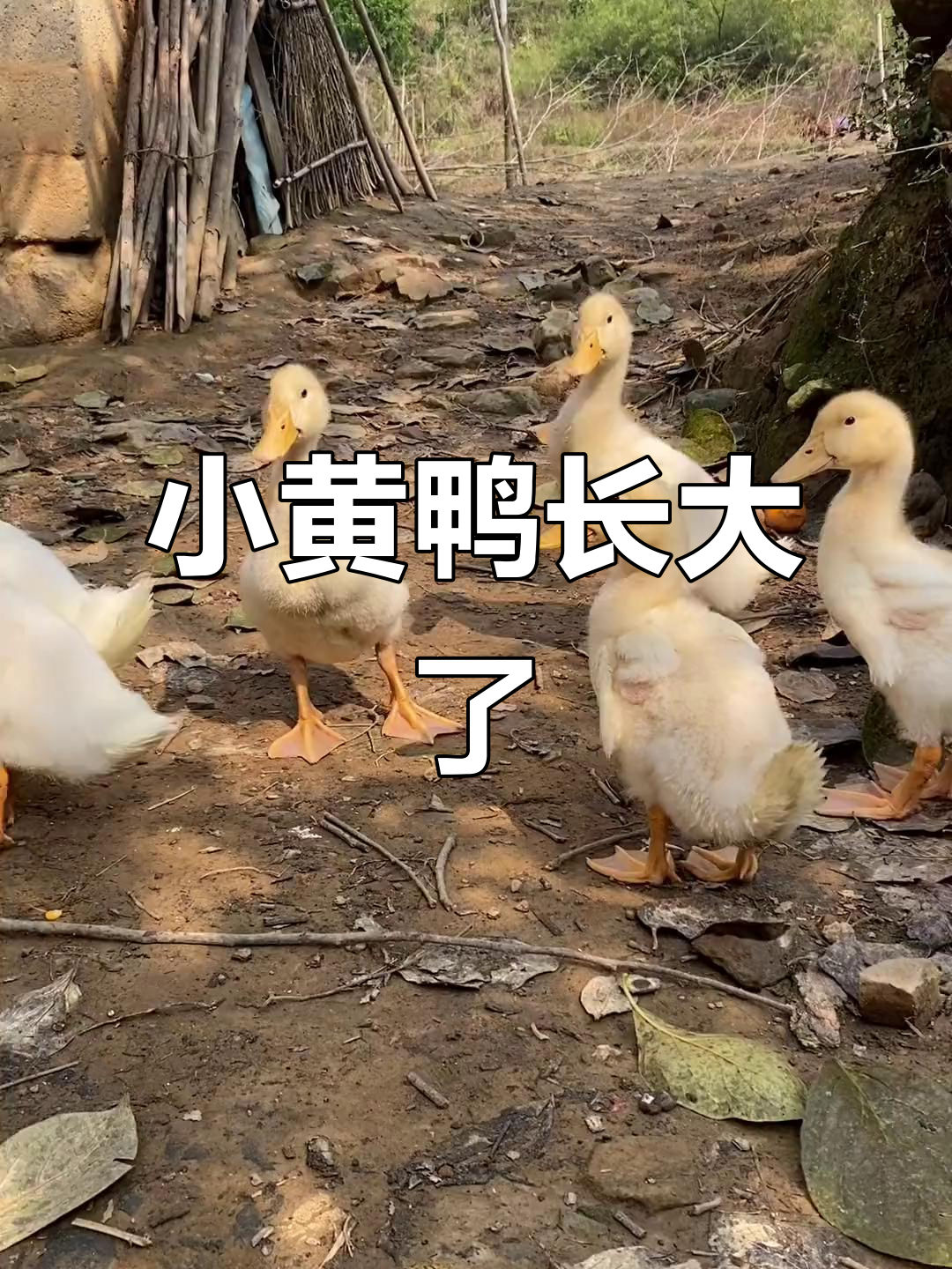 小黄鸭长大记:从蛋到成年的变化