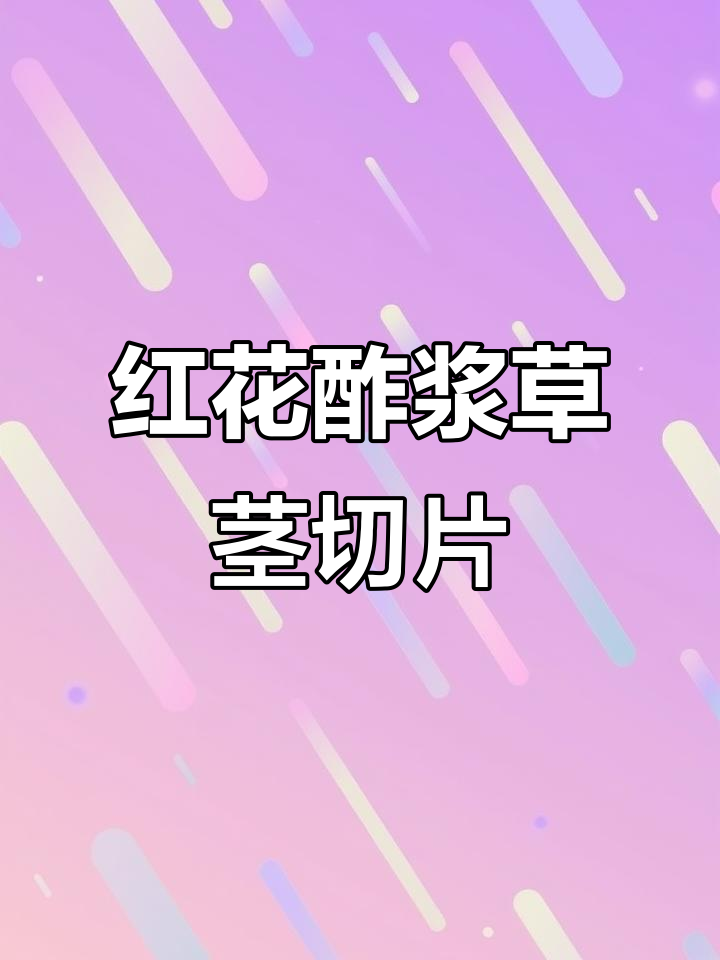 红花酢浆草茎的横切结构解析,维管组织大揭秘