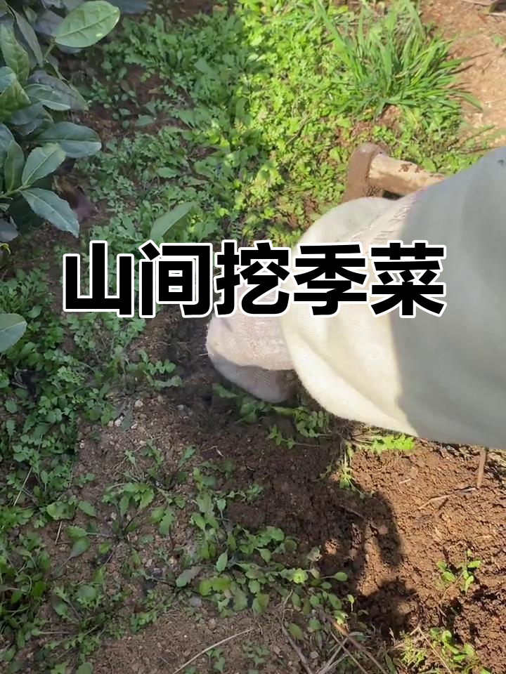 崂山野菜大丰收,风景如画