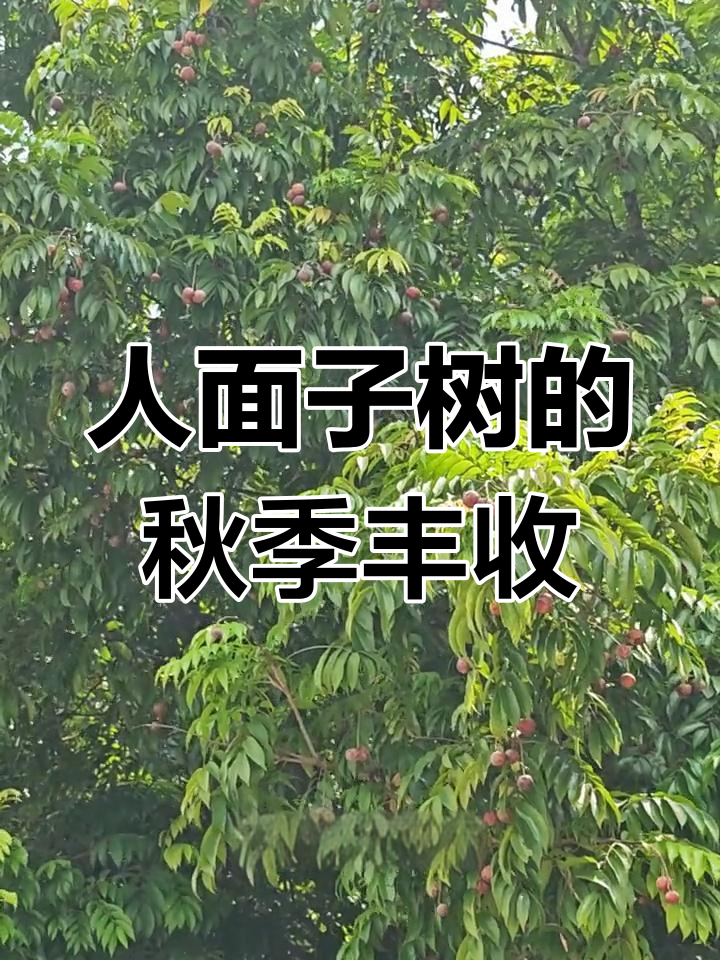 秋天人面子树硕果累,果实酸甜可治多种疾病