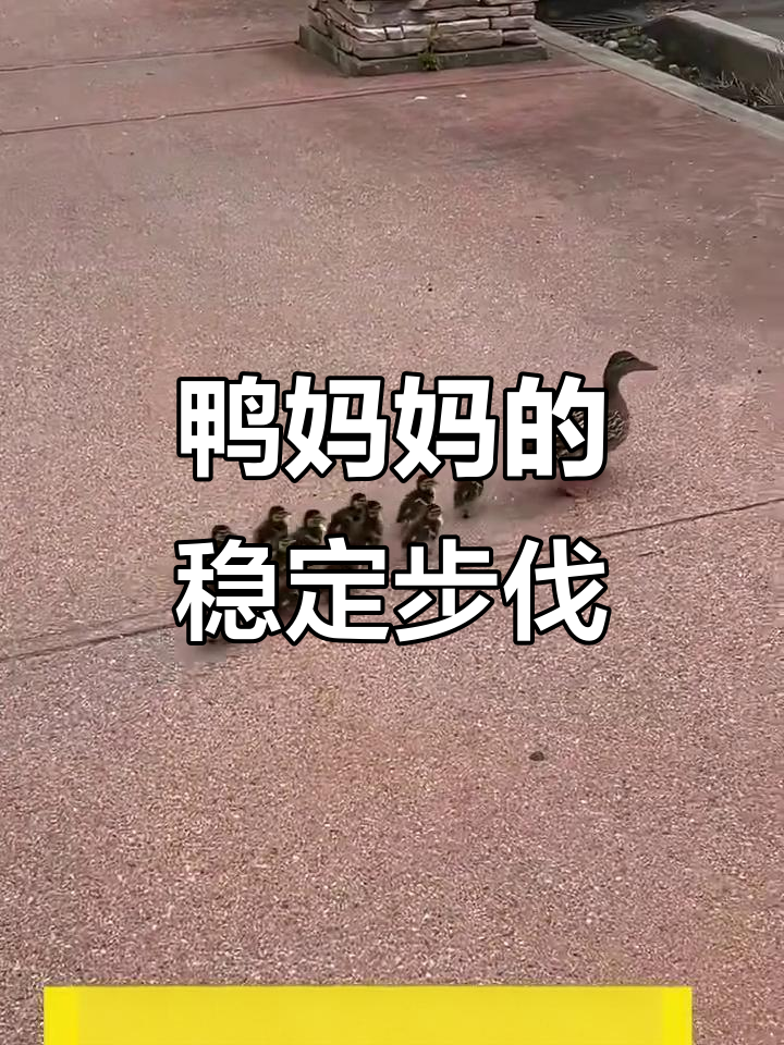 鸭妈妈自信满满，小鸭子们紧随其后过台阶