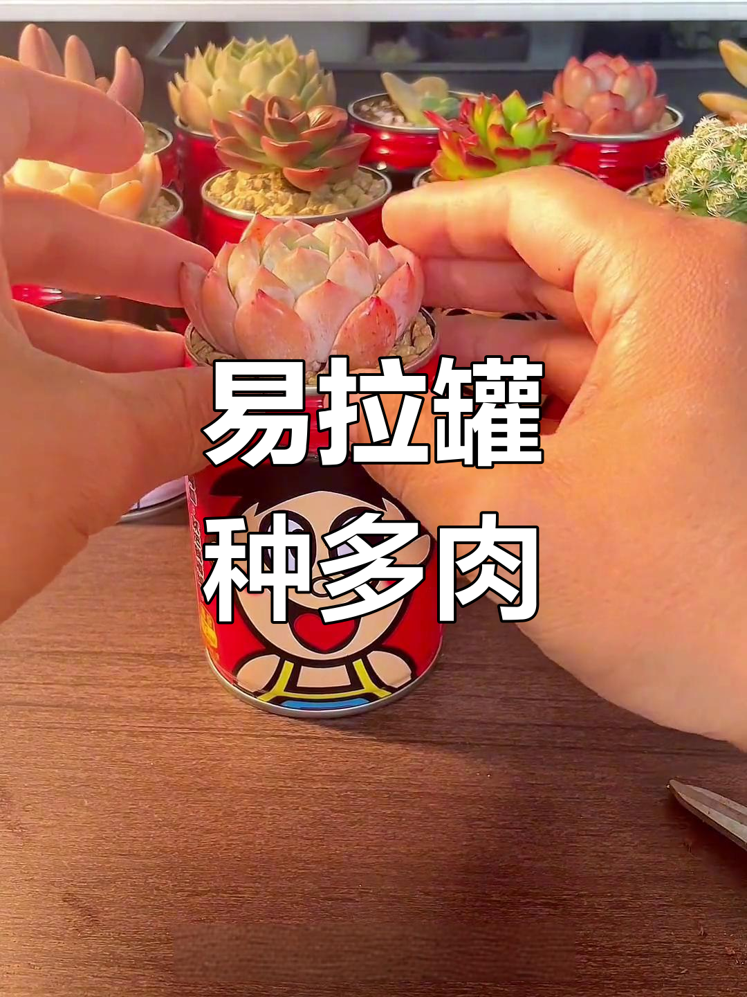 用易拉罐做多肉花盆,简单又美观