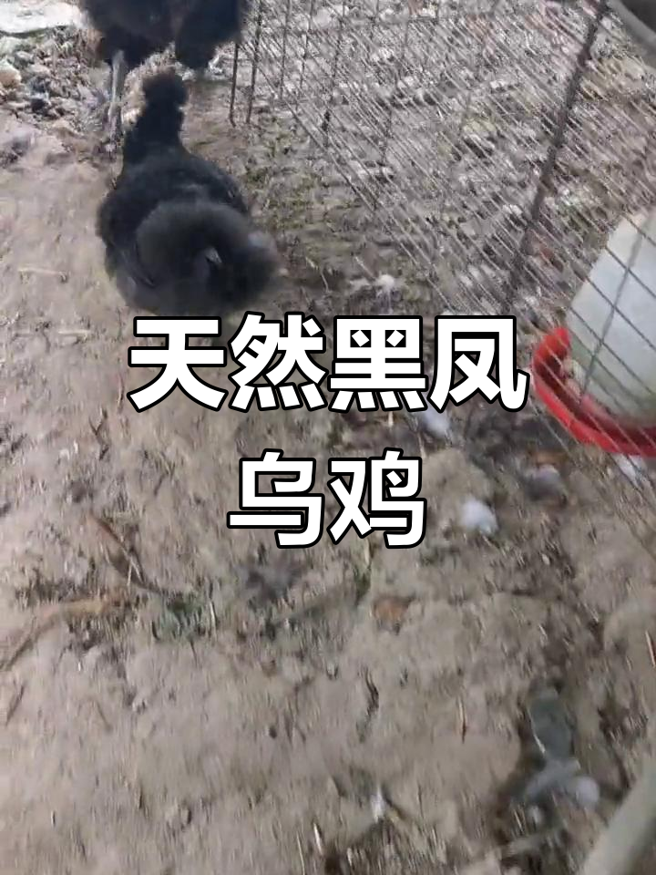 黑凤乌鸡的独特特征与药用价值