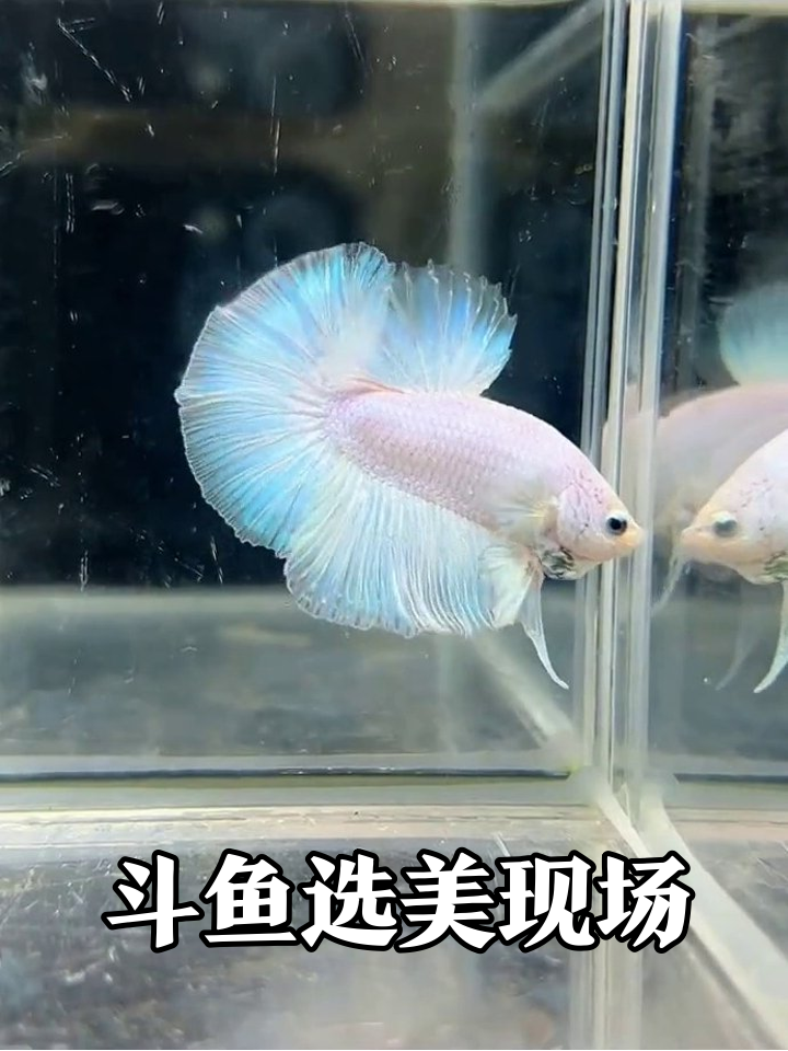 鱼缸选美大赛!粉蓝黑红斗鱼颜值battle,最后一位亮了