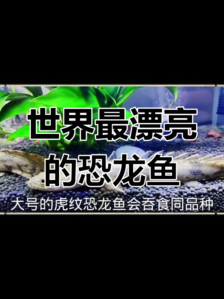 虎纹恐龙鱼:古老活化石与凶猛食性的完美结合