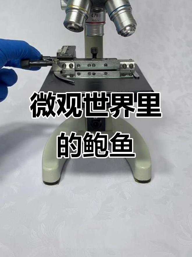 显微镜下看鲍鱼，竟然是这样！