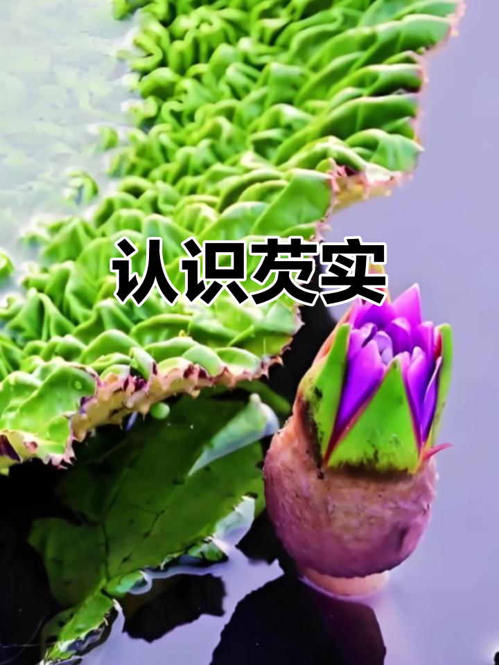 你见过芡实吗?这种植物你家乡有吗?