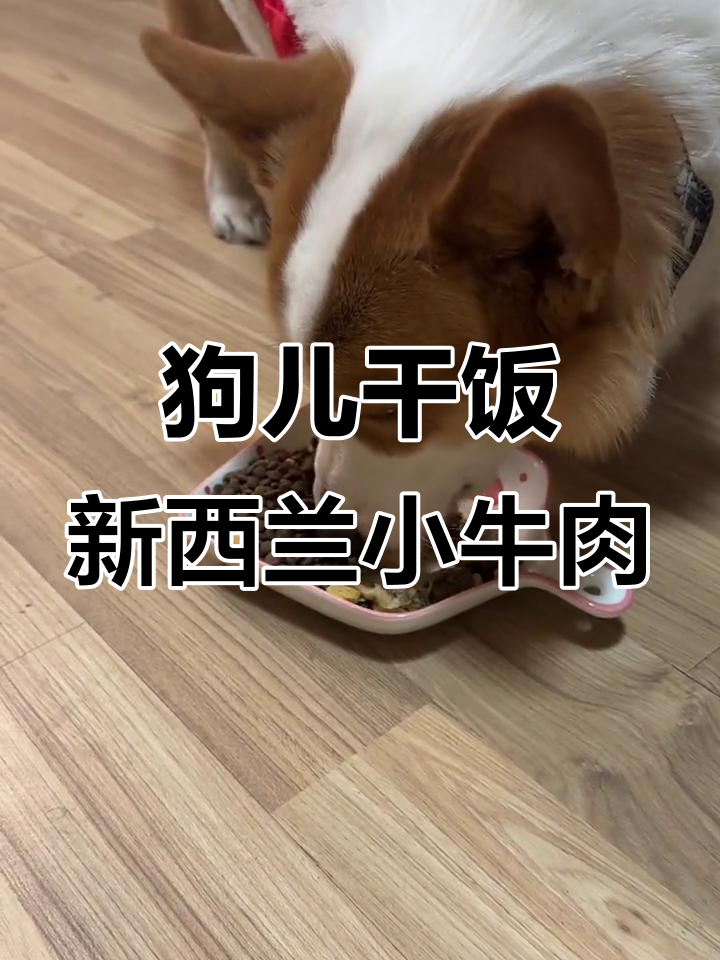 36斤小狗吃惠灵顿牛排,法式全餐大快朵颐