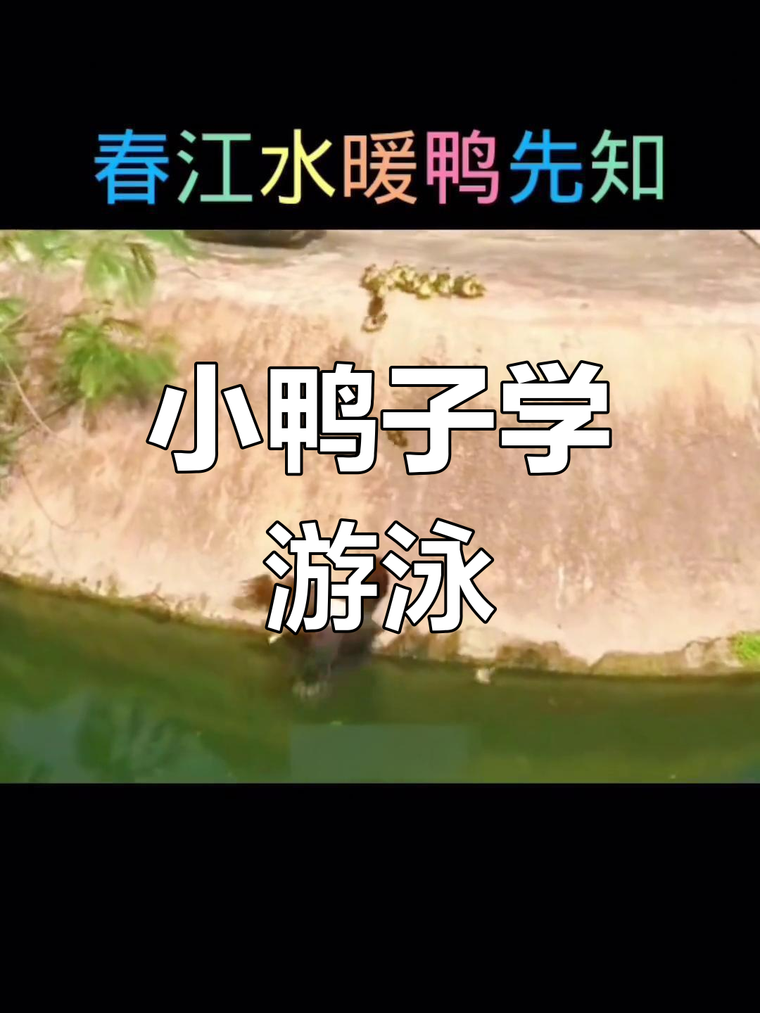 鸭妈妈教小鸭子游泳,勇敢面对恐惧!