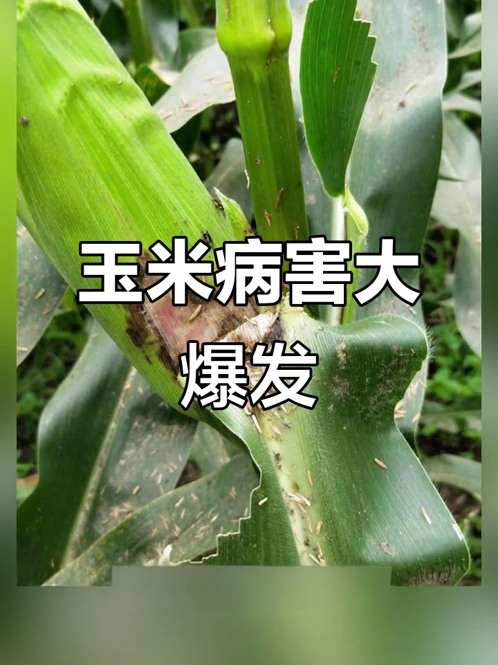 玉米鞘腐病爆发,花粉堆积引发真菌感染,及时防治很重要