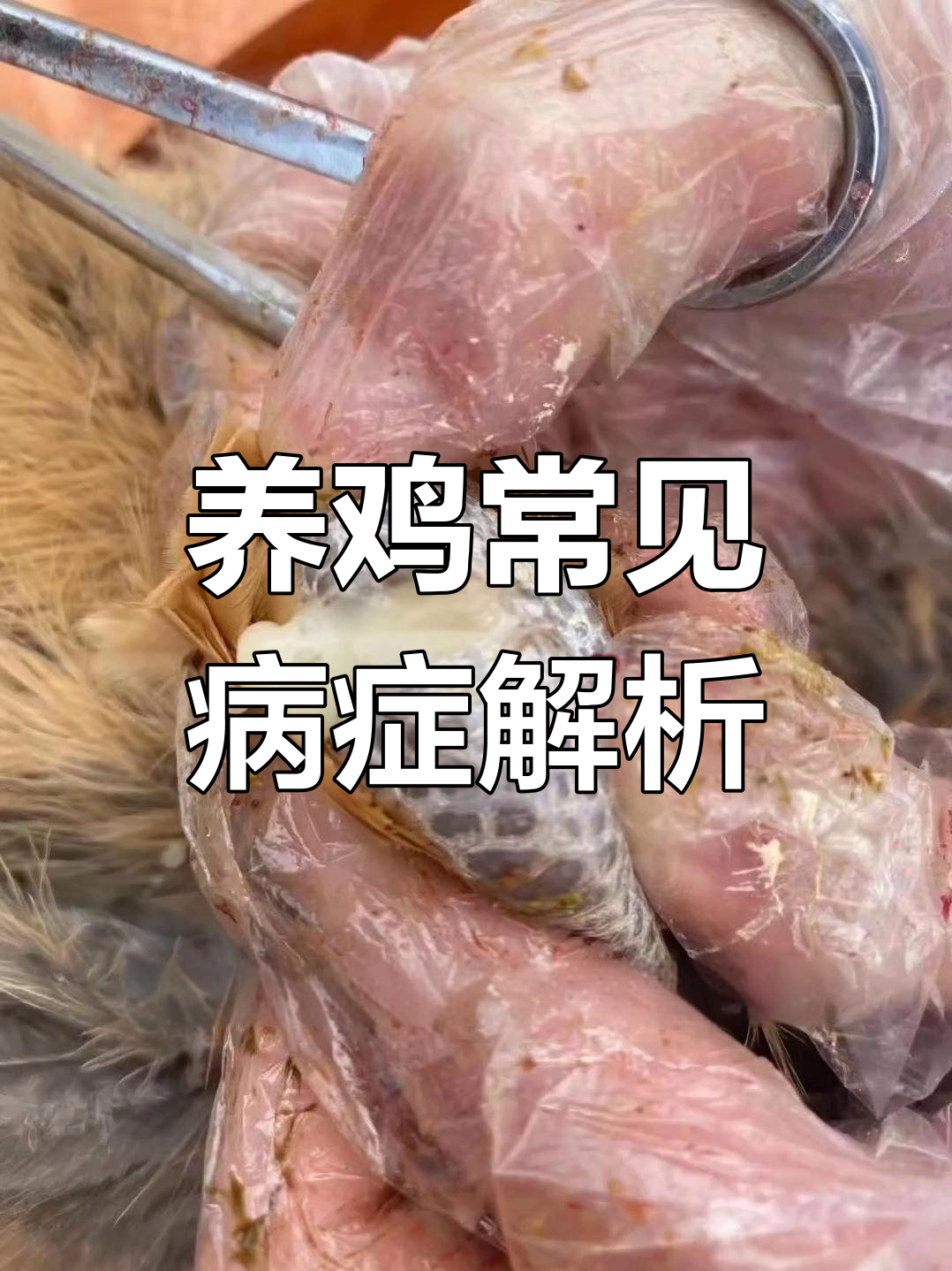 鸡病防治全攻略:从爪出血到肠道病变,如何应对各种症状