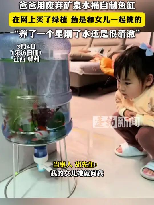 爸爸用废弃矿泉水桶自制鱼缸,在网上买了绿植,鱼是和女儿一起挑的,养了一个星期了水还是很清澈