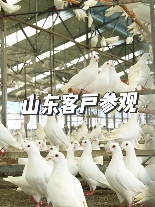 山东客户一行7人到天成鸽业肉鸽养殖基地参观考察 农村创业养殖 肉鸽养殖 高产种鸽 养鸽子 