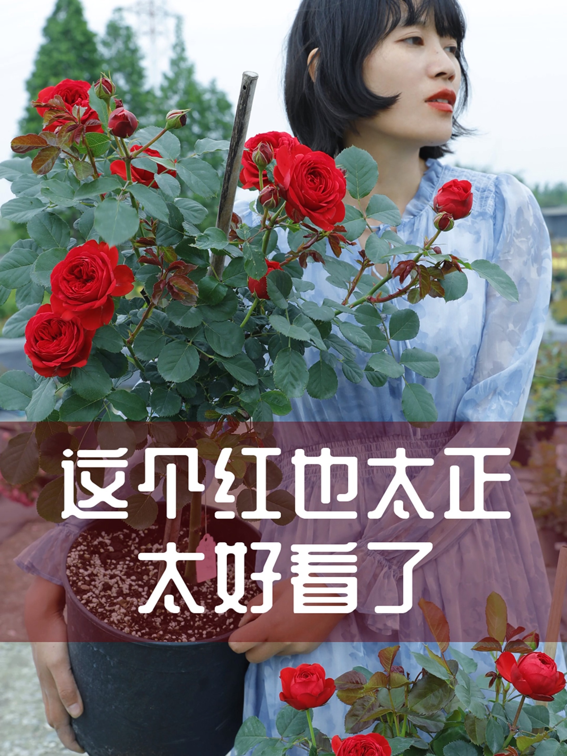 红苹果应该是红色系月季中的天花板