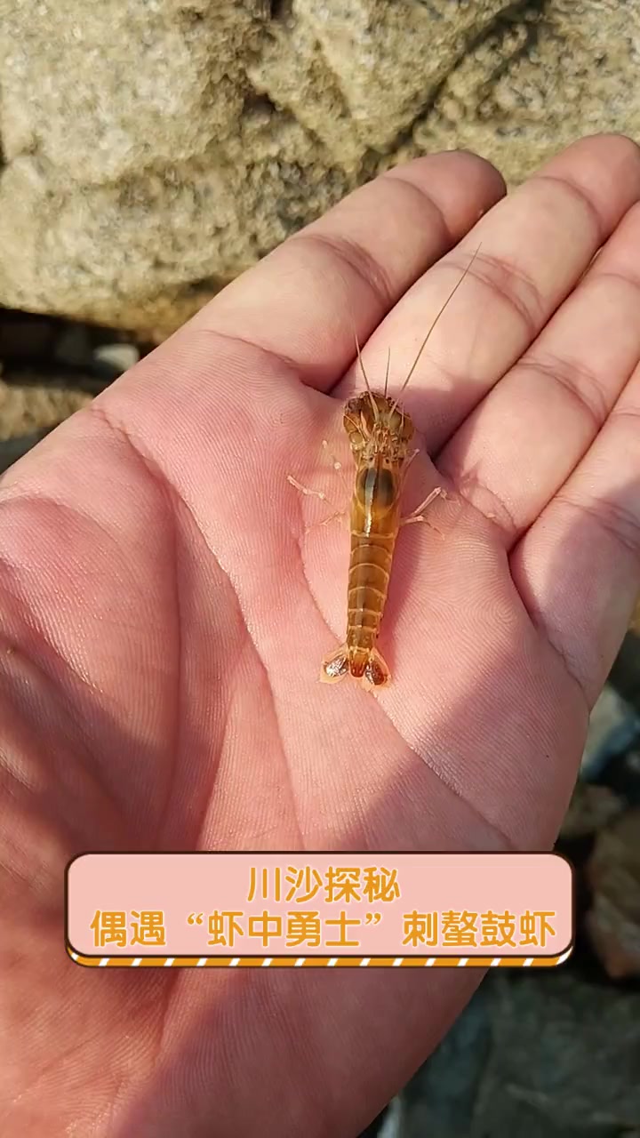 川沙探秘,偶遇“虾中勇士”刺螯鼓虾