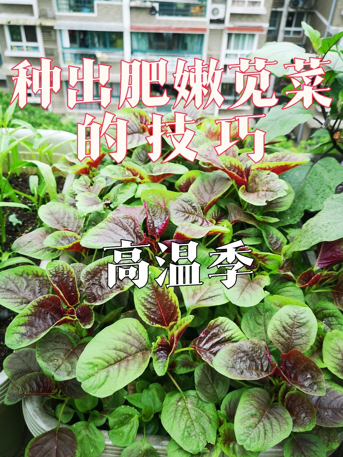 阳台种菜:种出肥嫩苋菜的技巧