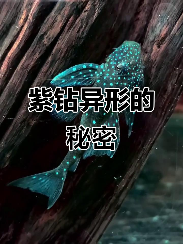 紫钻异形:神秘委内瑞拉观赏鱼,变幻莫测的色彩与独特魅力