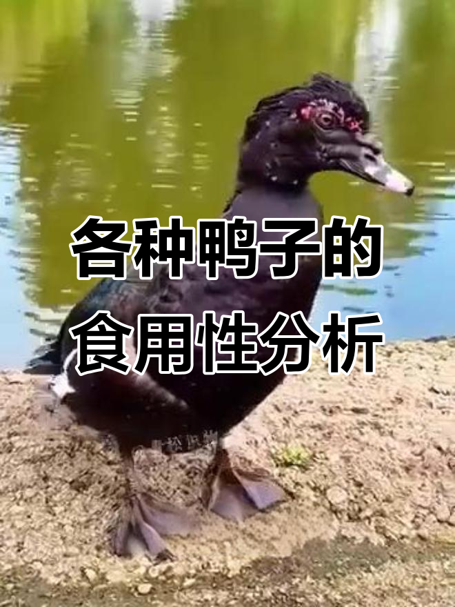 这些鸭子能吃吗？了解不同品种的鸭肉特点