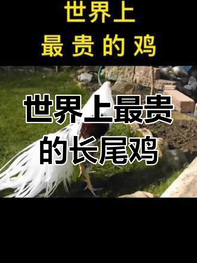 日本培育的“长尾鸡”:美丽却昂贵的孔雀替代品