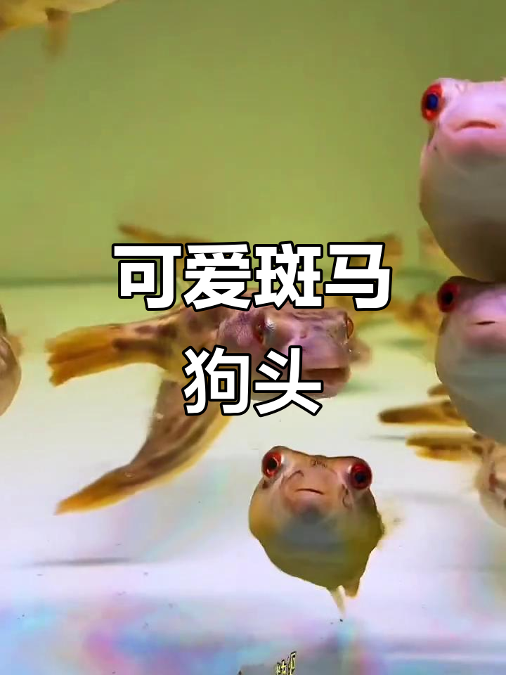 斑马狗头鱼:美丽又可爱的观赏宠物