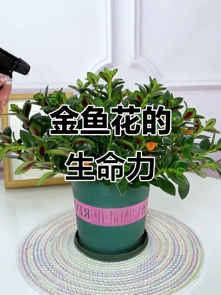 家里空着也要放盆金鱼花,四季常绿,简单养护就能活