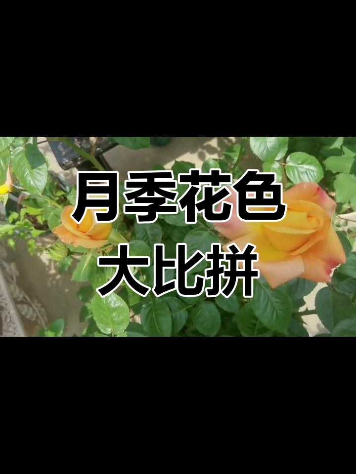 粉龙、巧克力泡泡,月季各具特色,小露台也能绽放美丽