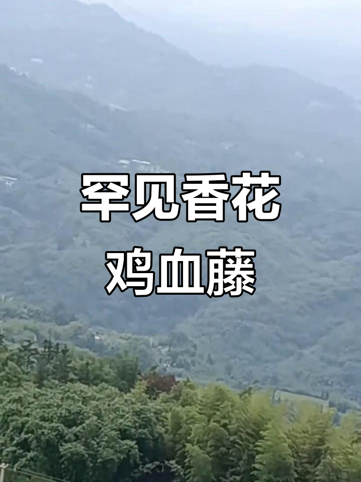 香花鸡血藤大揭秘,山顶发现难得一见的中草药