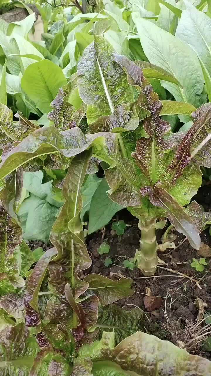 紫色油麦菜吃不赢长成了莴笋,还是紫油菜本身就是香莴笋呢 自己种的纯天然的绿色蔬菜