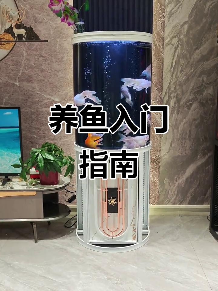 初学养鱼,推荐草金、锦鲤和蝴蝶鲤,轻松上手!