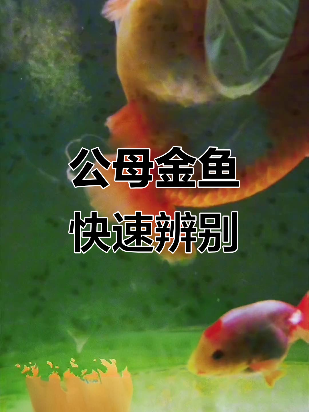 金鱼公母区分全攻略,轻松掌握!