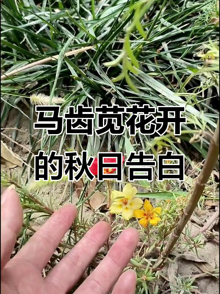 秋天马齿苋花开,浪漫告白季节来临