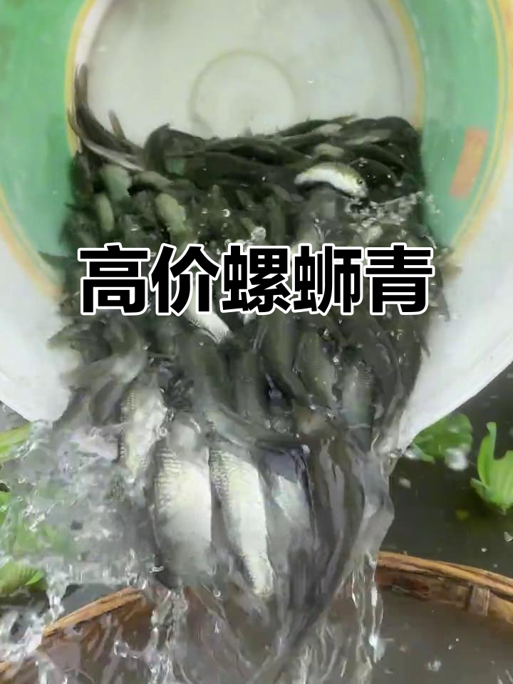 螺蛳青鱼生长迅速,经济价值高,养殖容易,值得投资