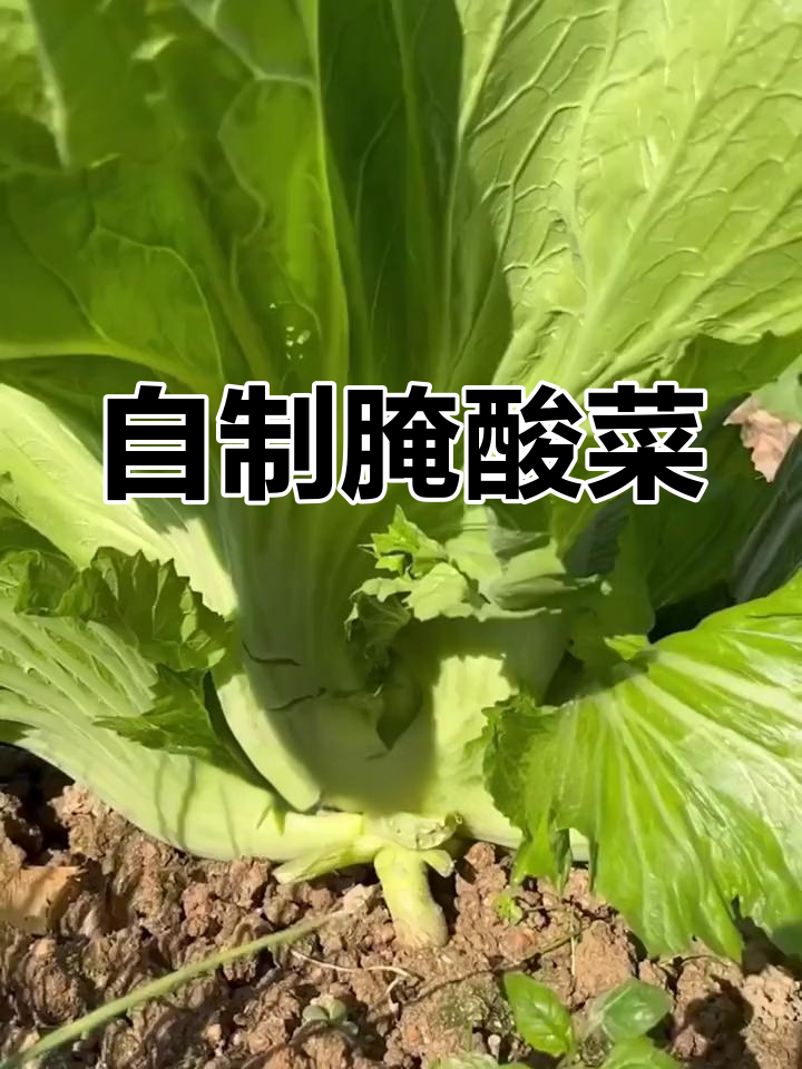 包心芥菜:酸菜的完美原料