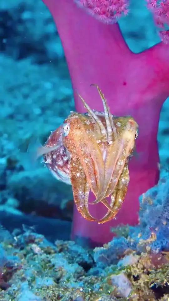 神奇的海洋动物,微笑的鲨鱼 奇妙的海洋生物鲨鱼乌贼马夫鱼
