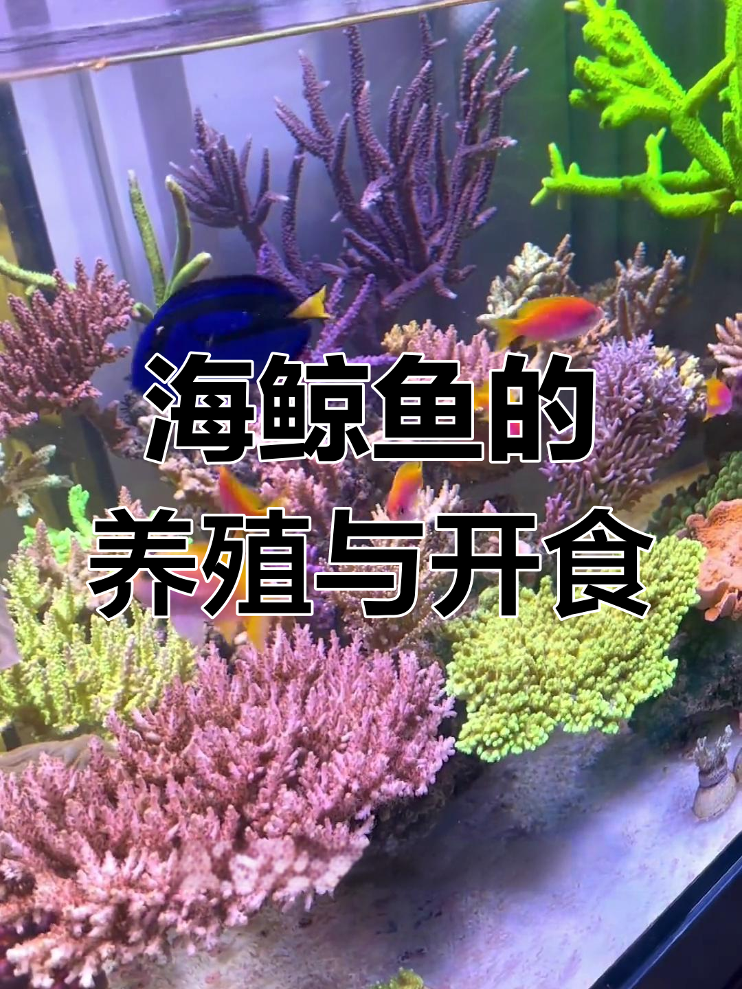 双斑宝石鱼群养技巧,如何开口喂食