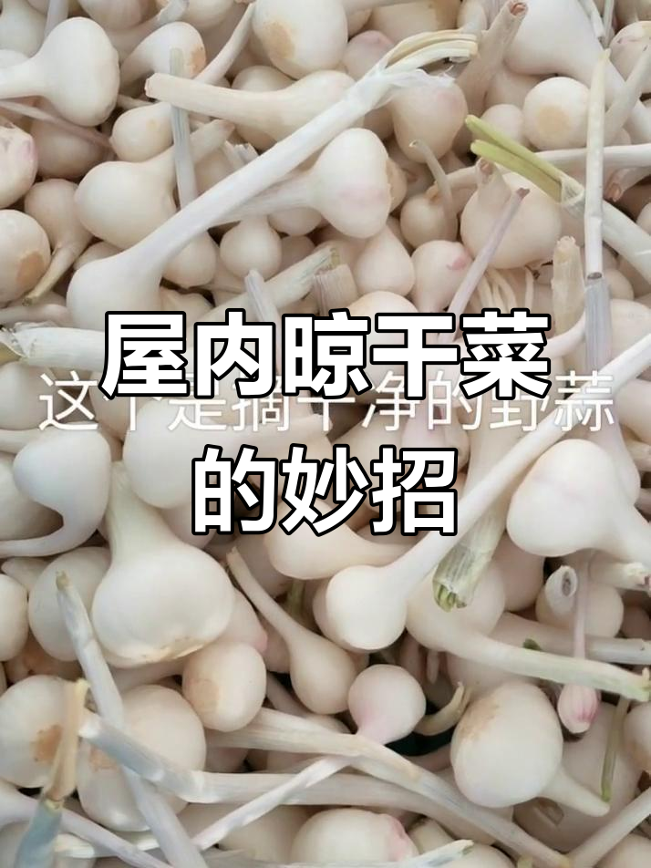 屋里也能晒干菜,九日宫墙下的秘密