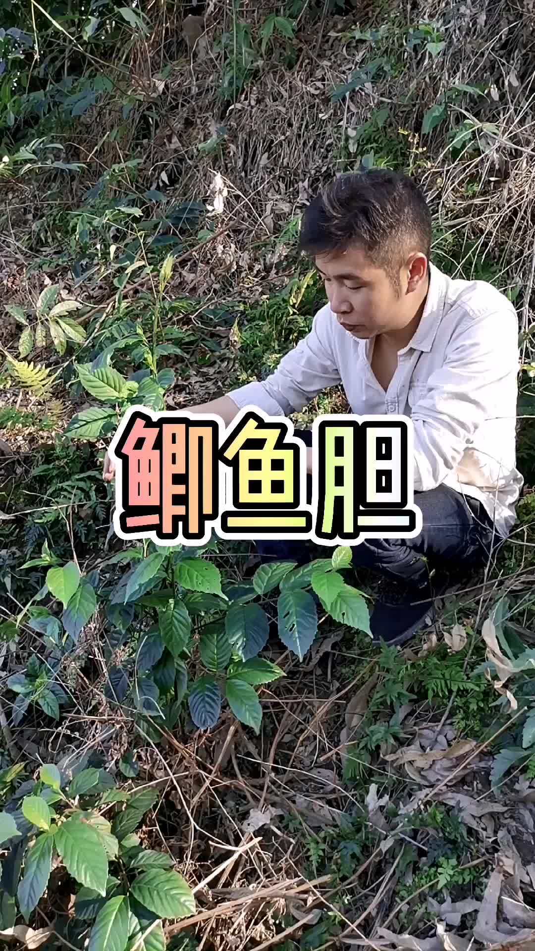 以鱼类的名字起名 鲫鱼胆草 三农 植物 一花一草一世界 大自然的馈赠