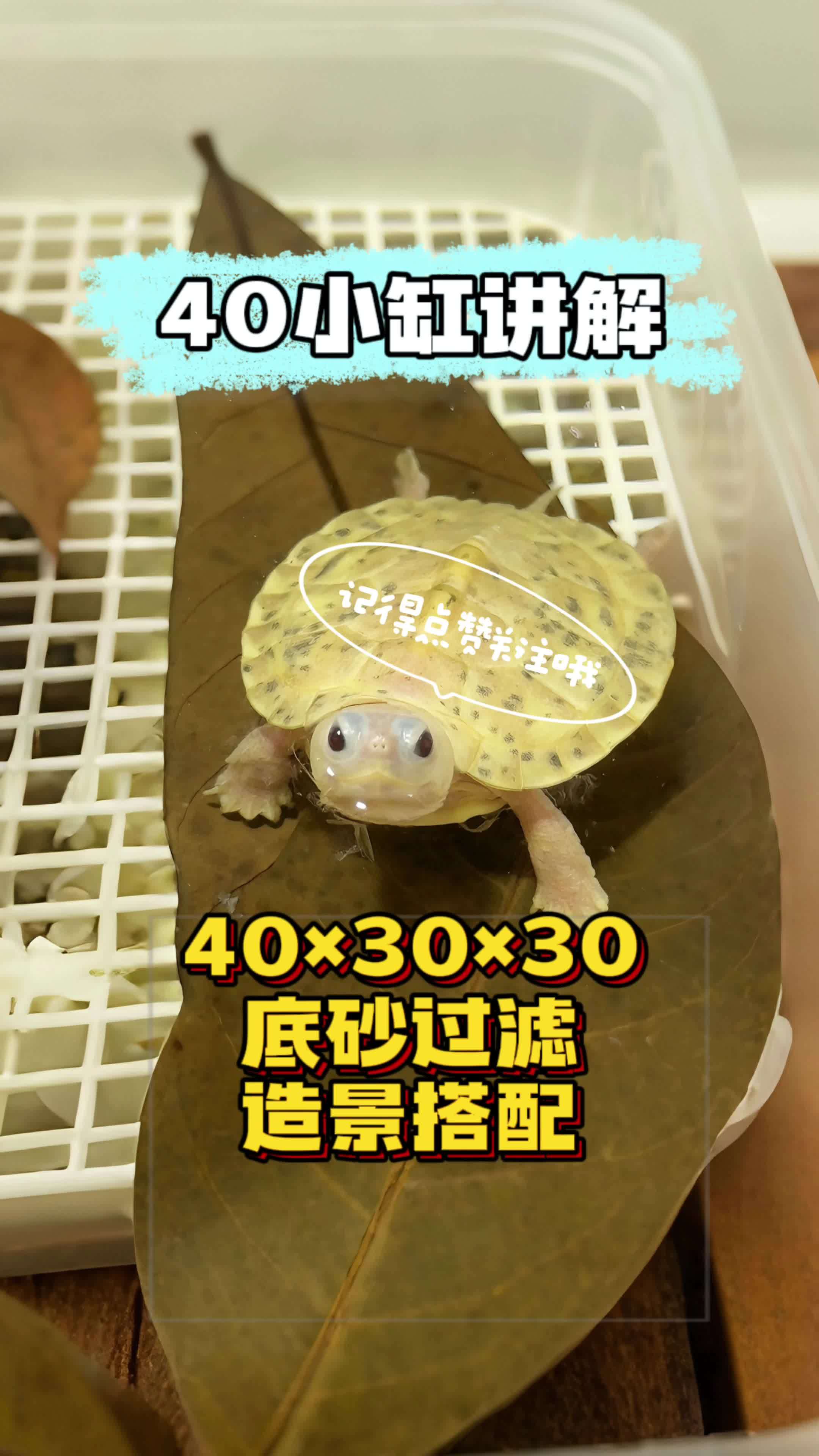 40×30×30小缸讲解,底砂过滤和造景,静音好看不占地方!确实不错!养龟 养龟日常 新手
