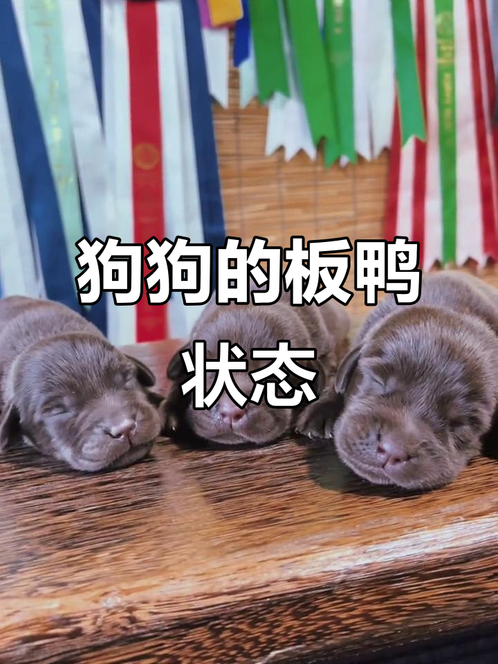 小狗板鸭趴，罐头能唤醒它吗？