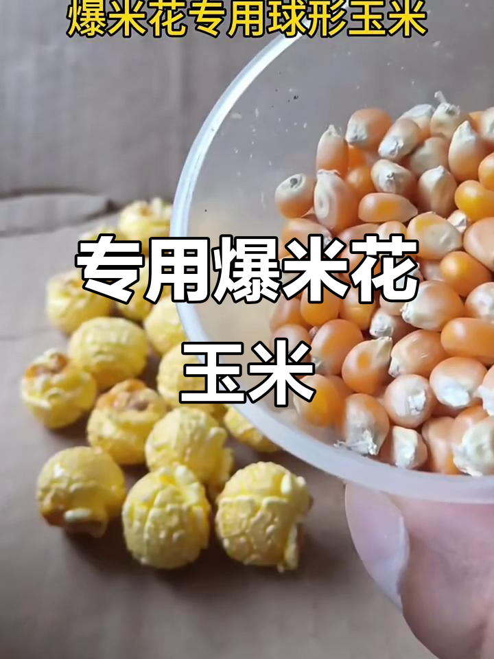 新疆优质球形玉米,做爆米花最选!