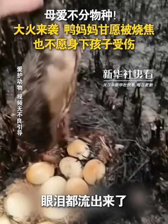母爱不分物种！鸭妈妈甘愿被火烧焦，也不愿身下孩子受伤。看到最后真的泪目了……
