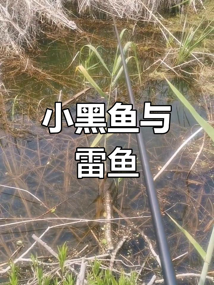 钓到雷鱼,黑鱼窝惊喜