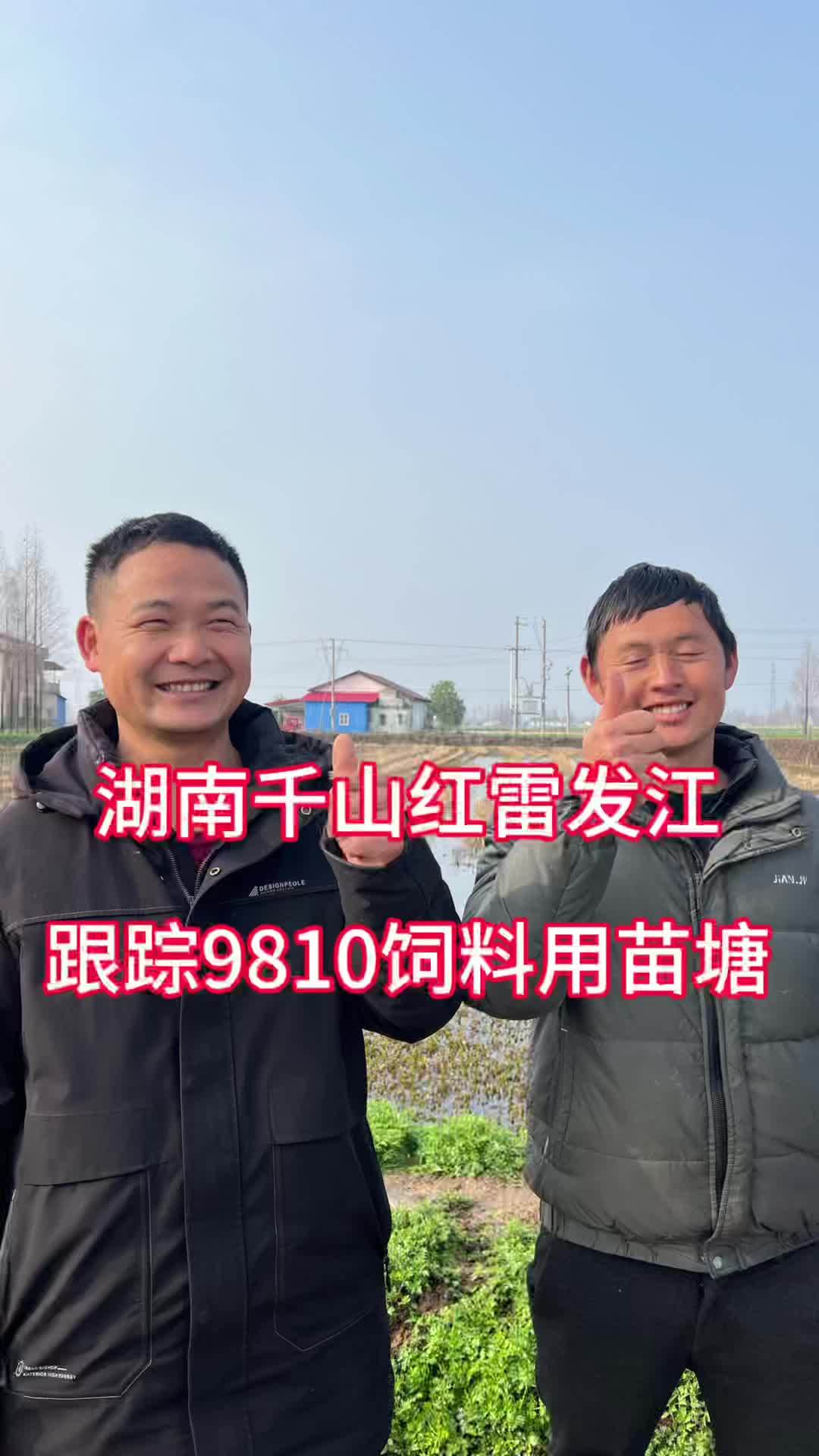 湖南千山红雷发江跟踪9810饲料用苗塘 15天出中青9810,38蛋白,苗塘舍得给料同样产
