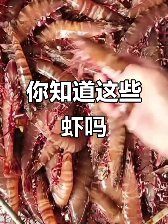 各种虾类大揭秘,你认识几种?