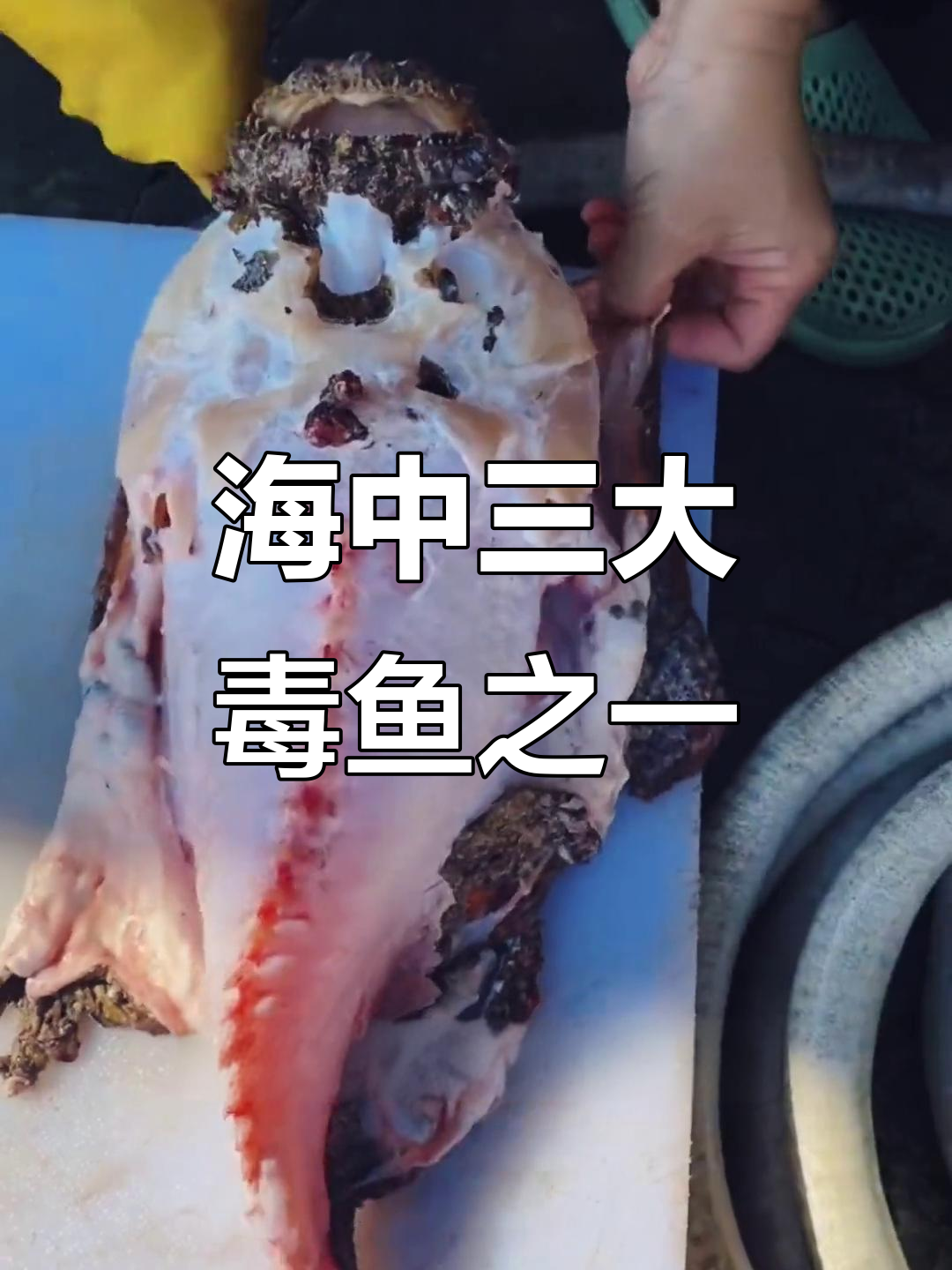 毒疣:海里最毒的第三大鱼类,隐藏在石头中的致命杀手