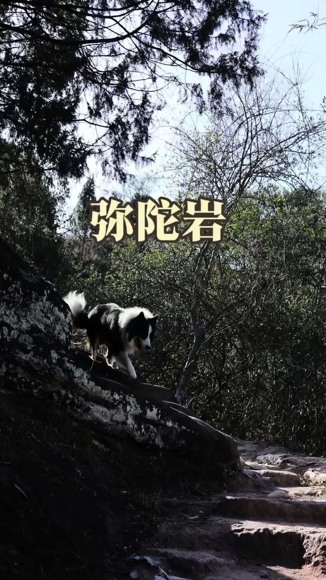走 去茶园吗 弥陀岩 #武夷山 #肉桂 #武夷岩茶