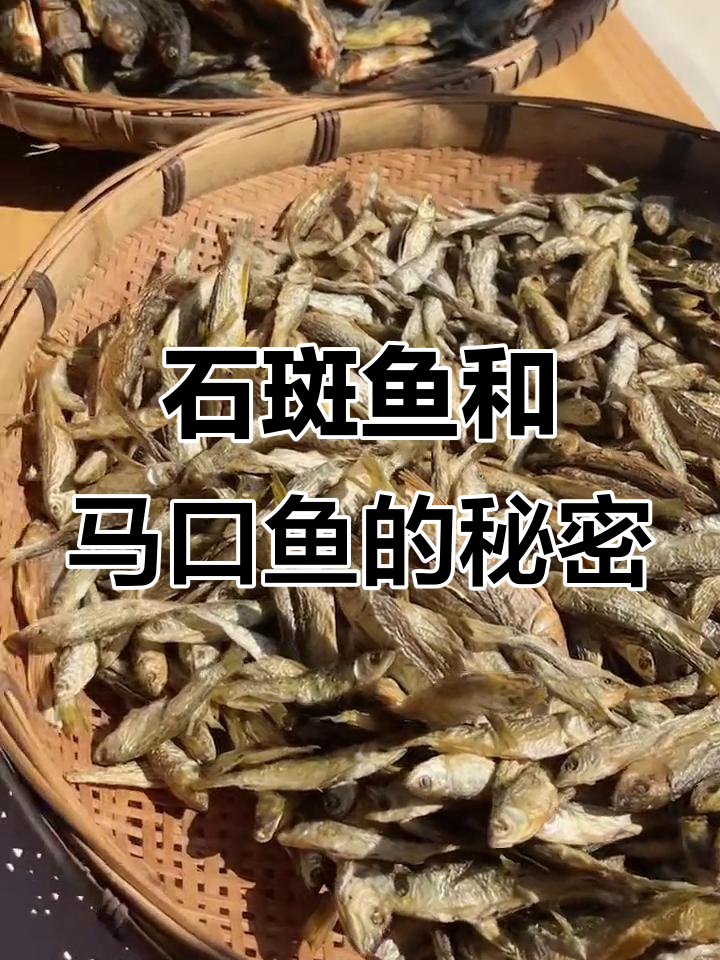 溪石斑与马口鱼大揭秘,公母花纹不同你发现了吗?
