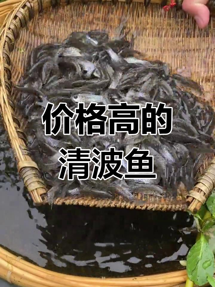 清波鱼:优质淡水养殖品种