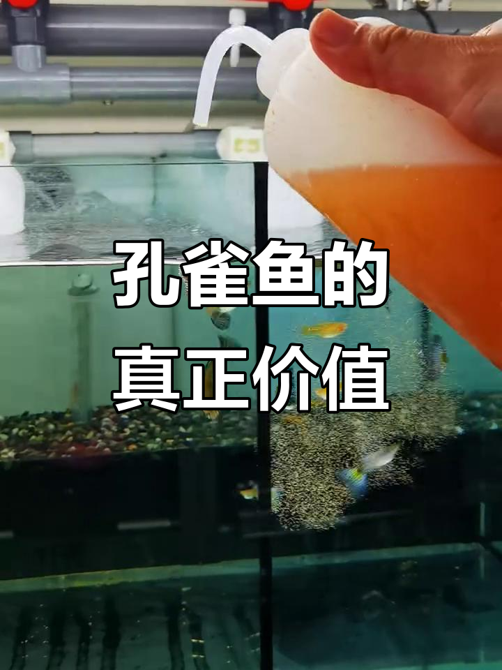 孔雀鱼价格波动大,稀少品种才值钱